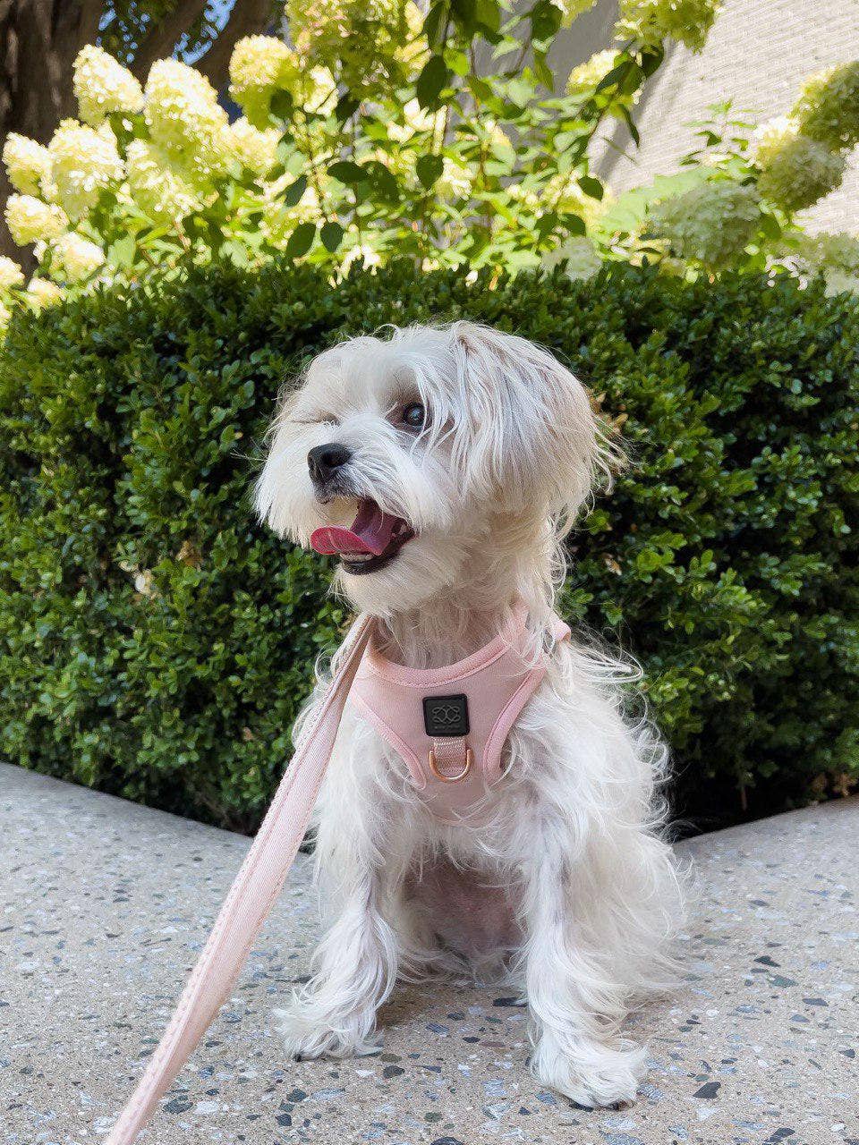 Dogistry™ - City Dog Leash - Blush