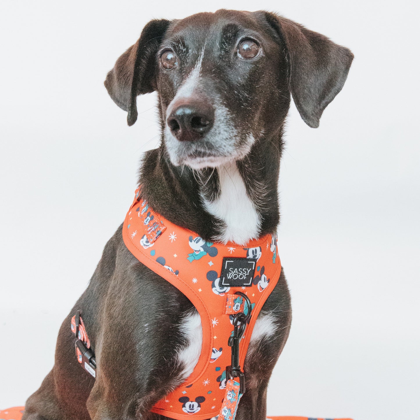Dog Two Piece Bundle - Disney Holiday Collection