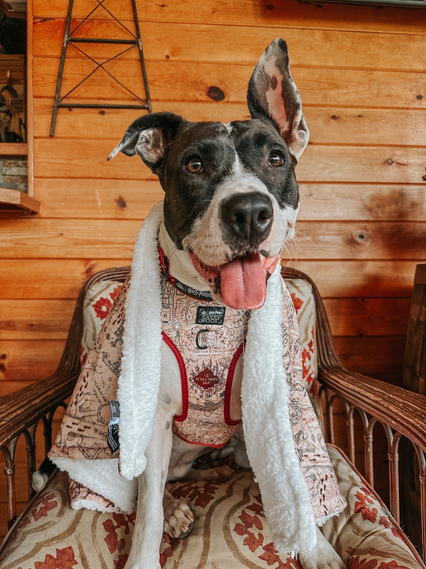 Dog Two Piece Bundle - Harry Potter™ Marauder's Map™