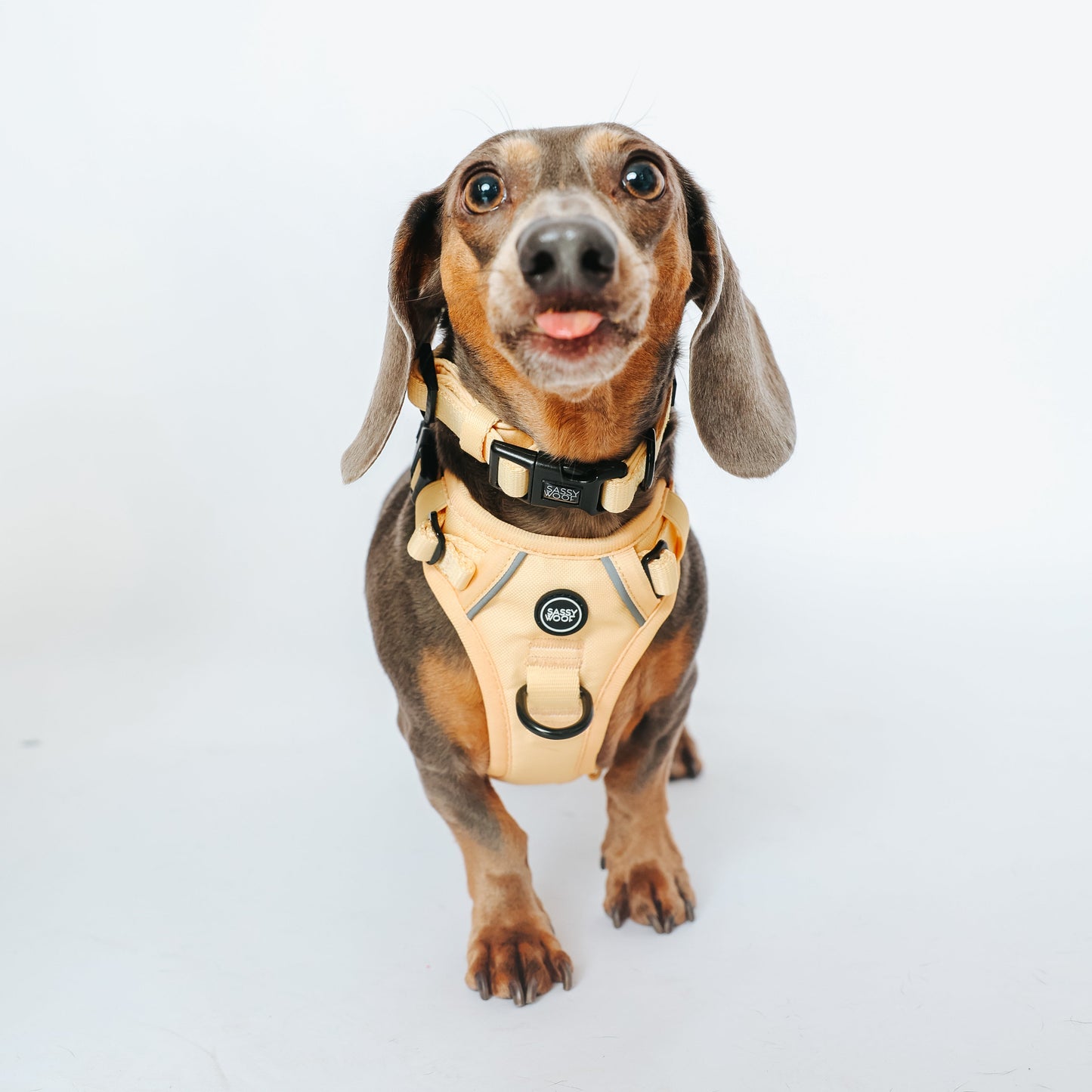 Dog Two Piece Bundle - Daffodil