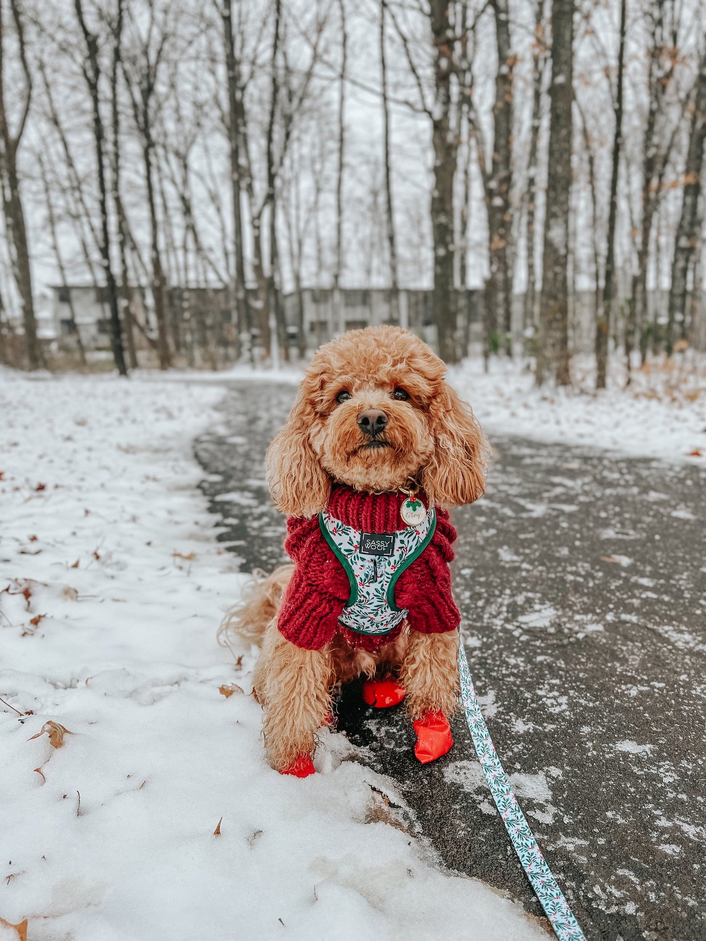 Dog Two Piece Bundle - Under the Mistletoe