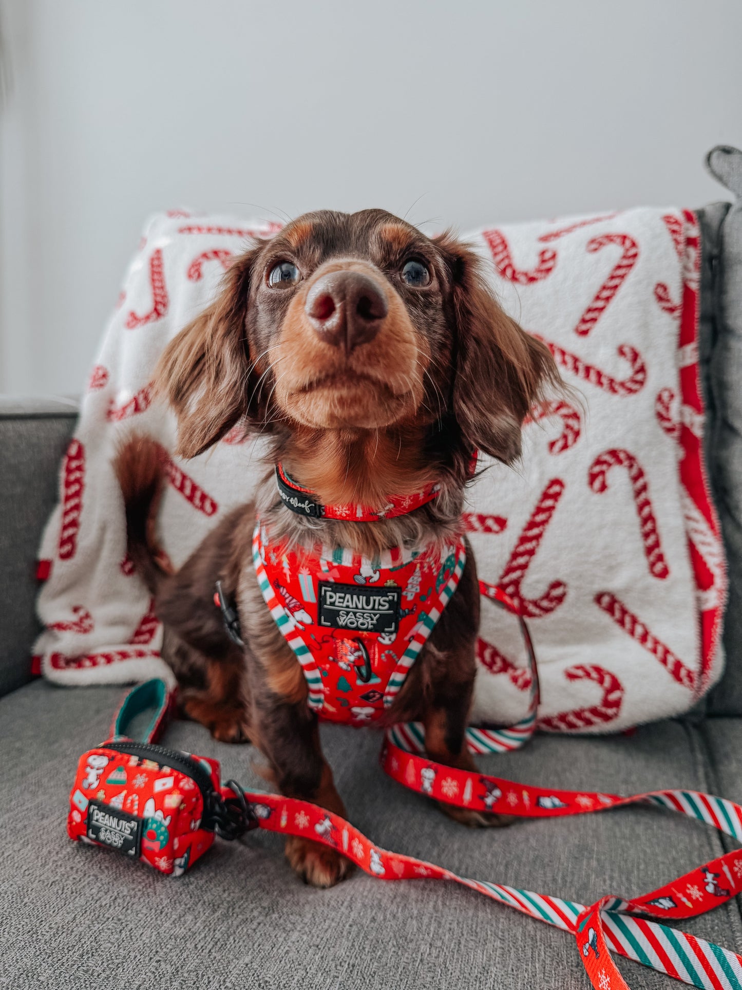 Dog Collar Three Piece Bundle - Peanuts™ Beagle Bells