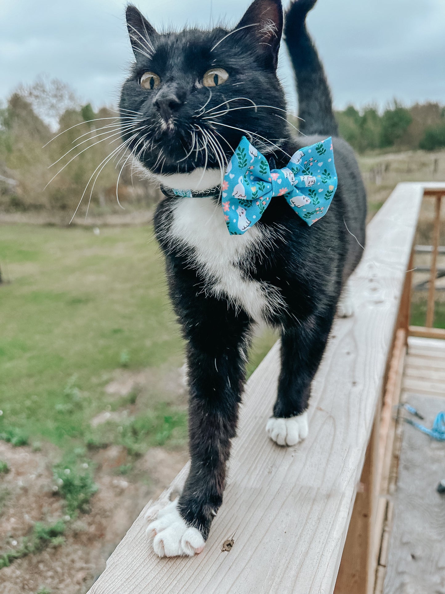 Cat Bowtie - Purrs & Petals