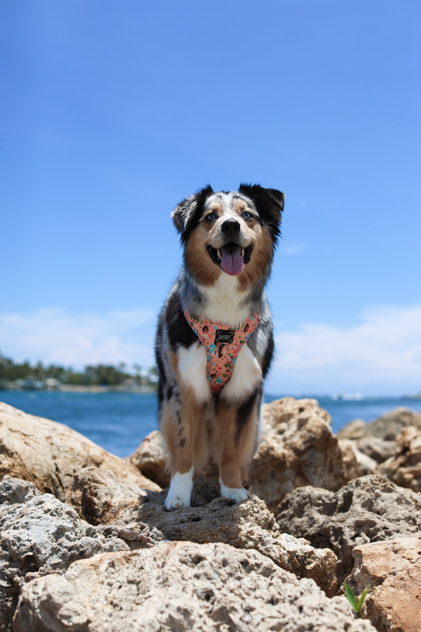 Dog Adjustable Harness - Disney's Moana