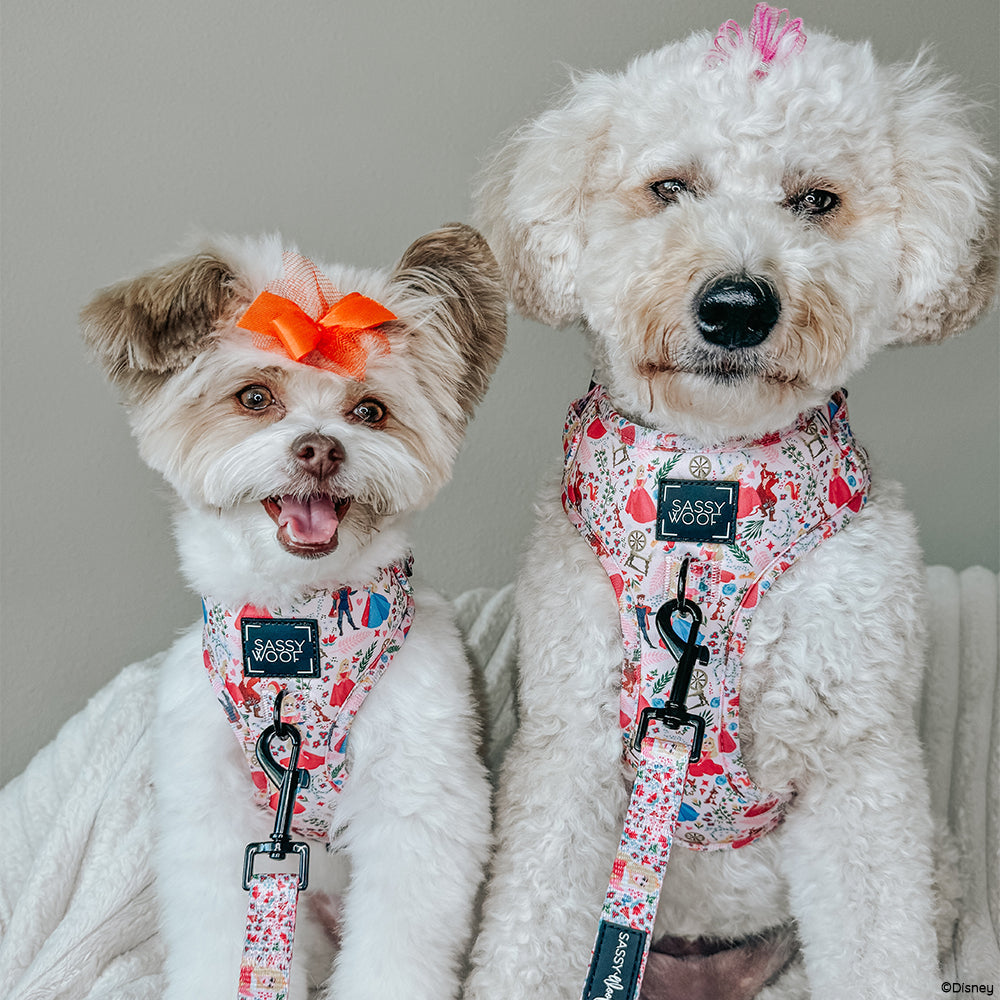 Dog Collar - Disney's Aurora