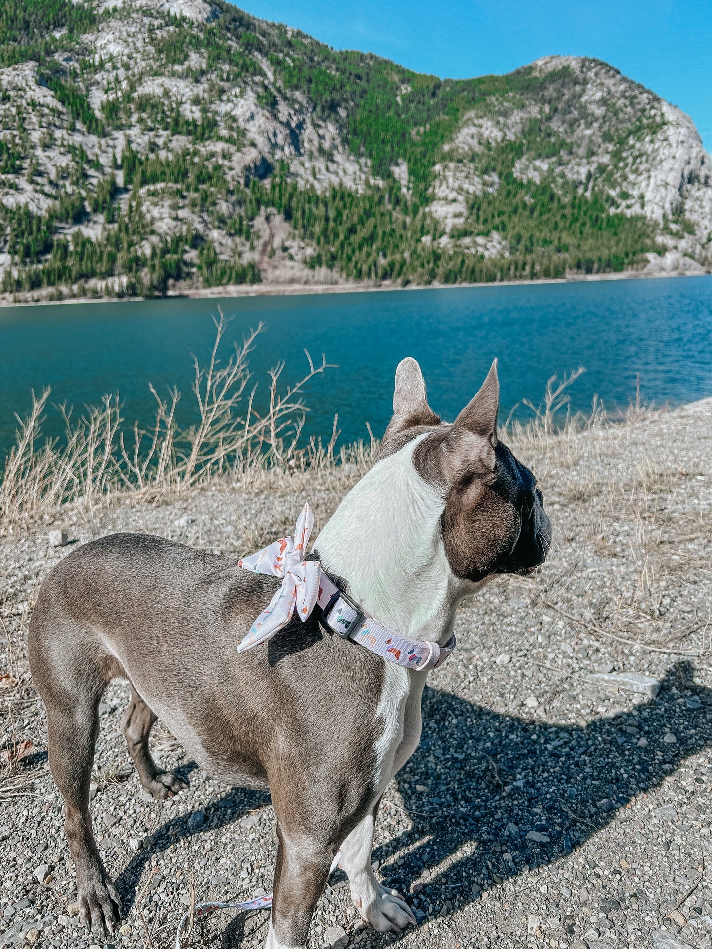 Dog Sailor Bow - Bold Boston Terriers