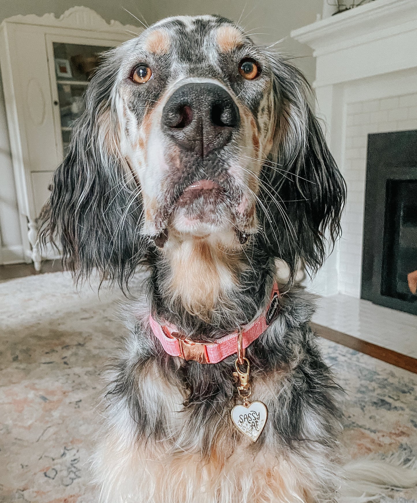 Dog Collar Three Piece Bundle - Dolce Rose