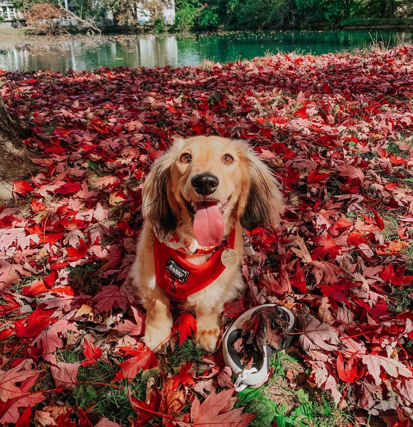 Dog Collar - Merlot