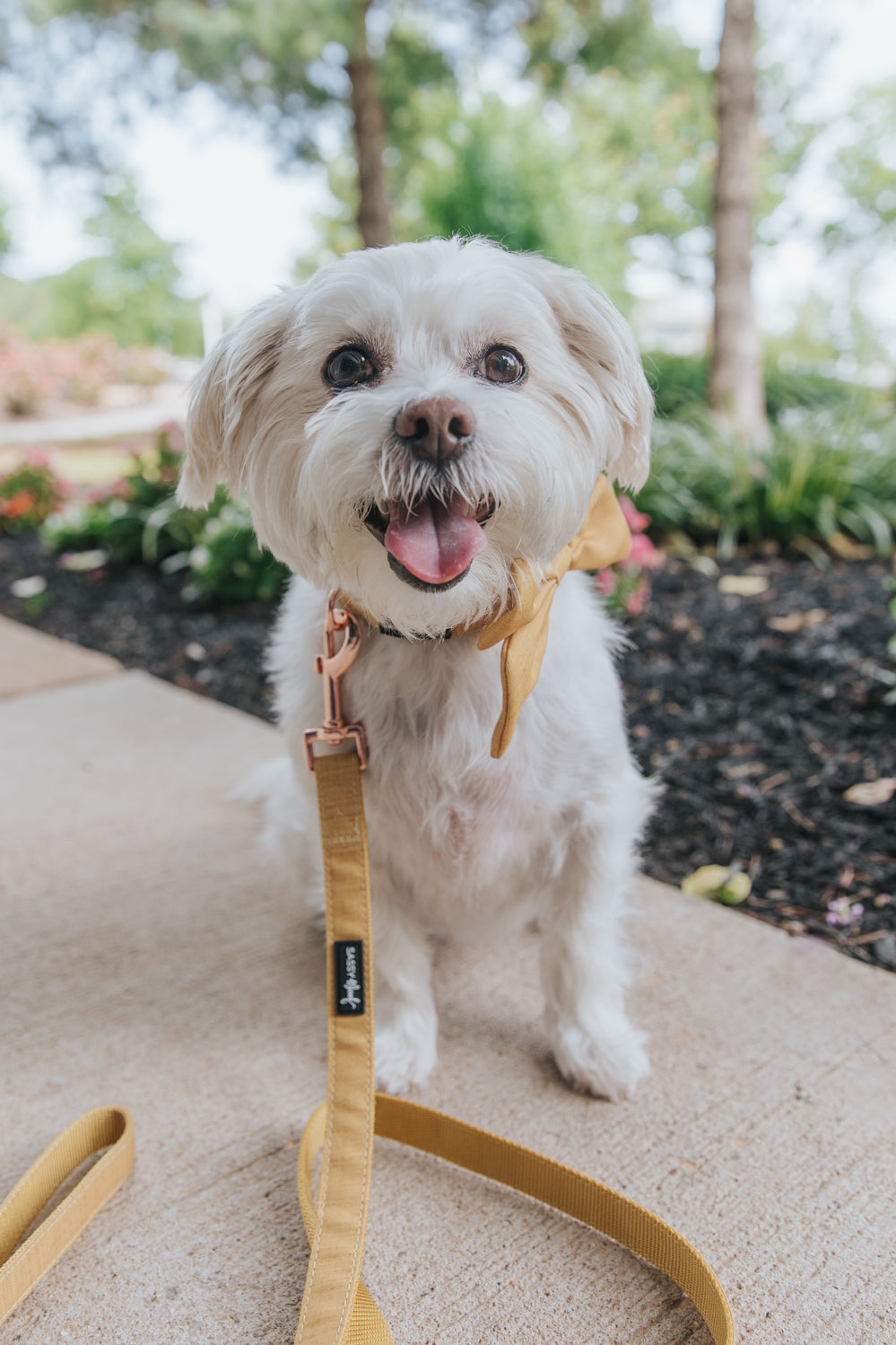 Dog Collar Three Piece Bundle - Sunflower Fields
