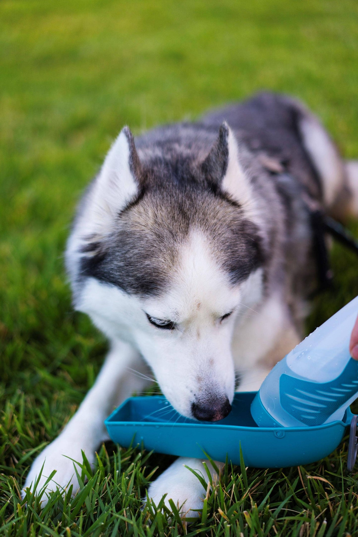 Messy Mutts Travel Water Bottle with Removable Bowl, 16oz