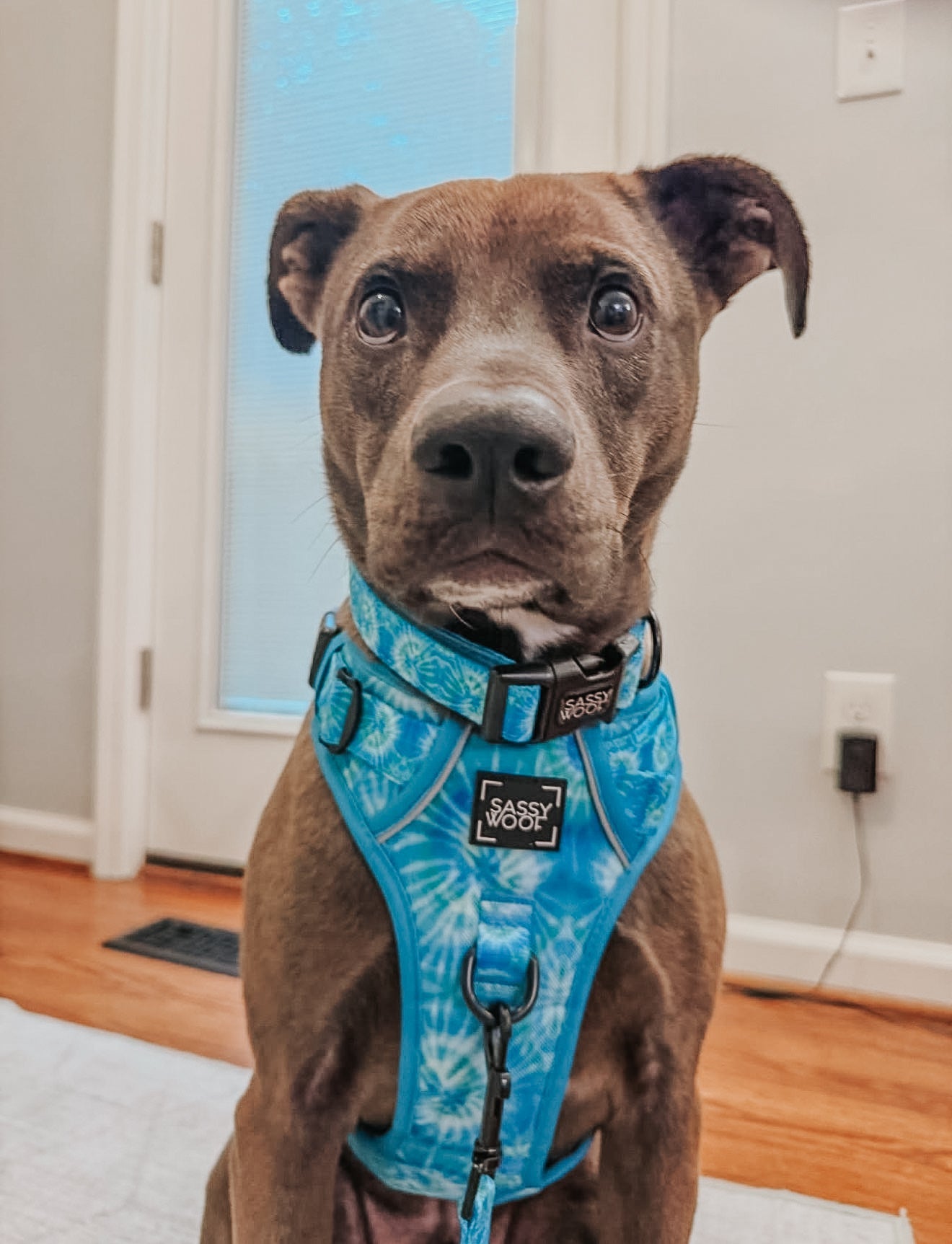 Dog Three Piece Bundle - Tropical Tides