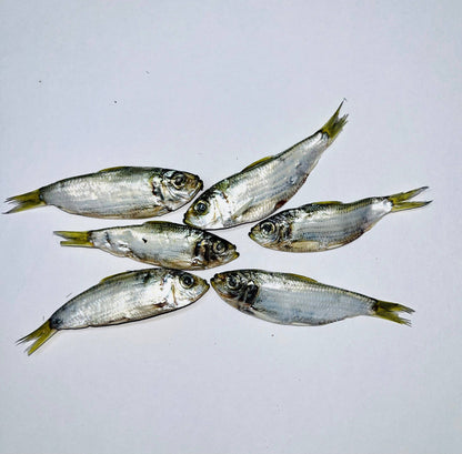 Florida Man Pet Treats - Whole FL Sardines