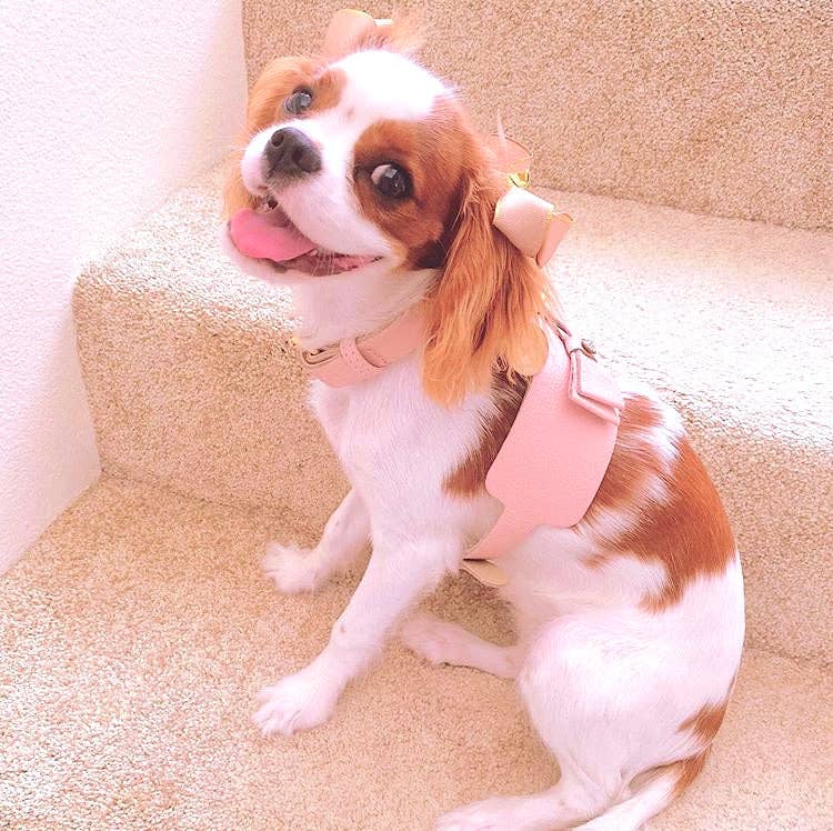 PoisePup - HARNESS - BELLA ROSE