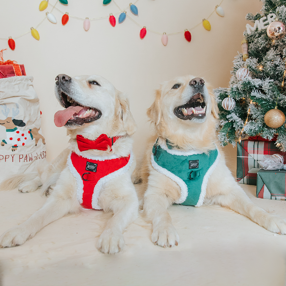 Dog Three Piece Bundle - Nice
