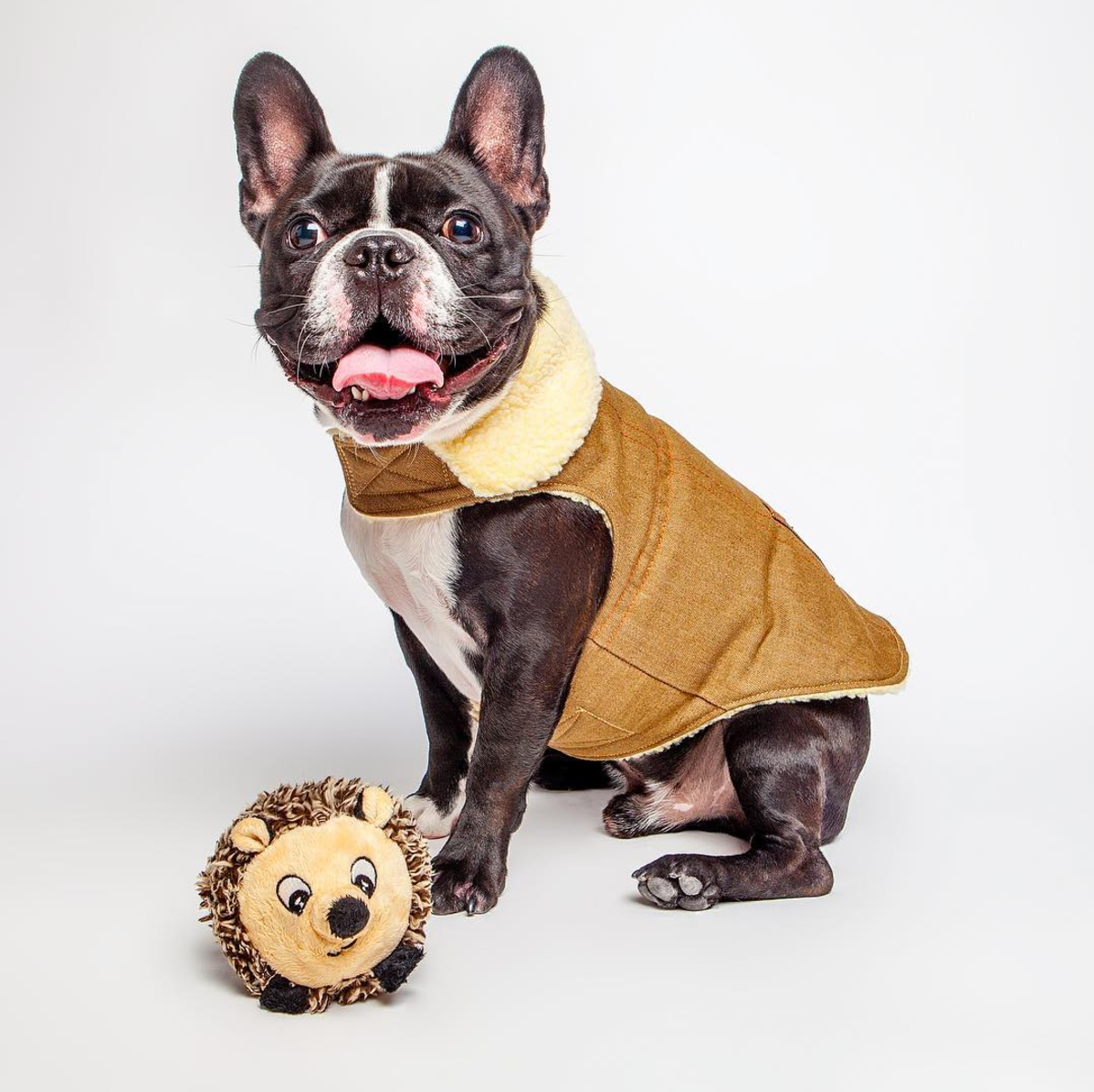 fabdog - Hedgehog faball Dog Toy: Medium