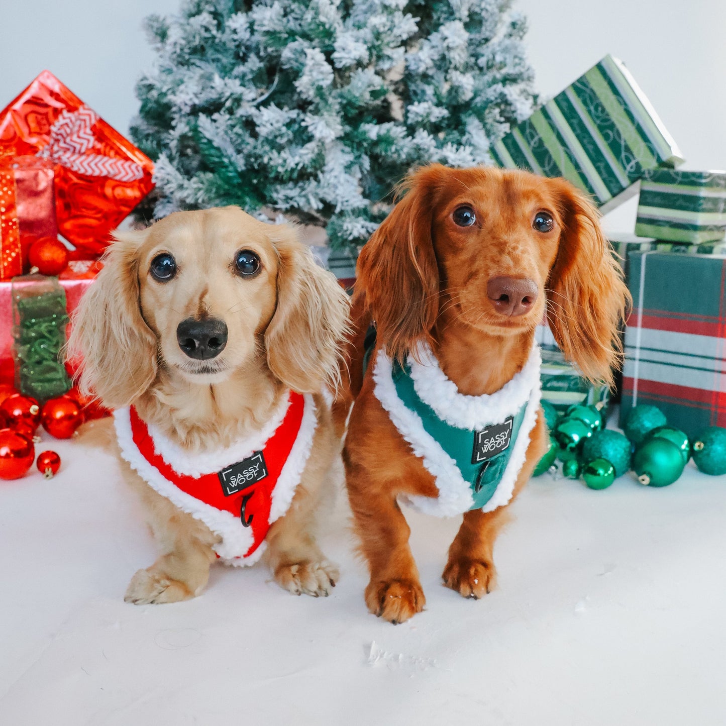 Dog Three Piece Bundle - Nice