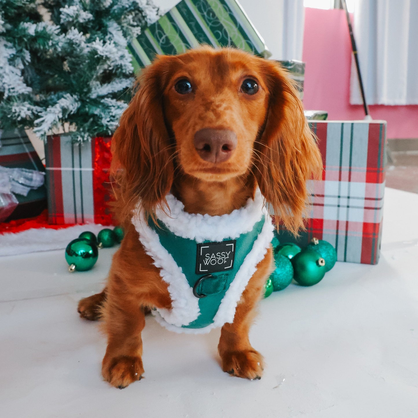 Dog Three Piece Bundle - Nice