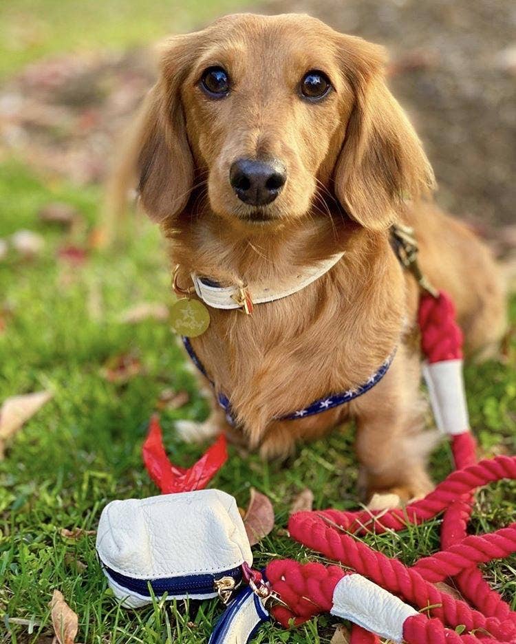 PoisePup - LEASH - HOT MARINE
