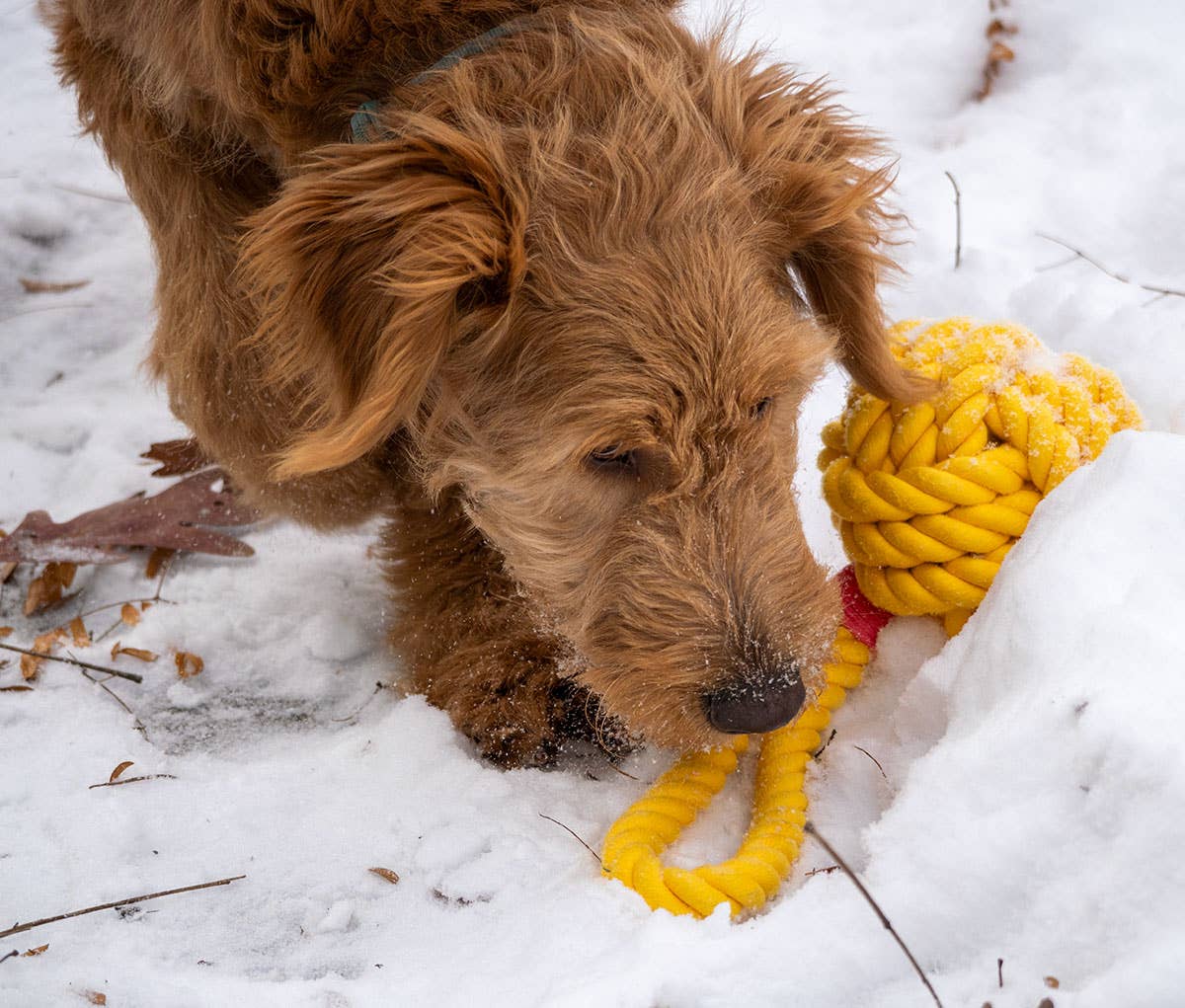 Pet Palette Distribution - ThoozyPet Ball Tug Rope Dog Toy with Handle Yellow 5"