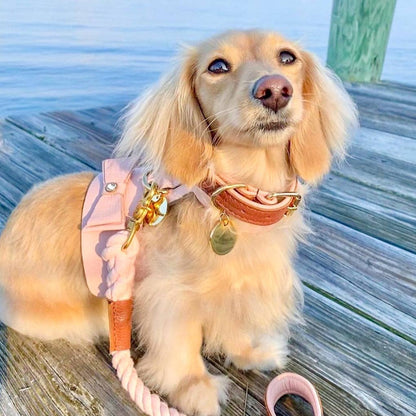 PoisePup - HARNESS - BELLA ROSE