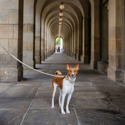 Nina Woof - Leash 4ft - Vegan Leather - Cupertino