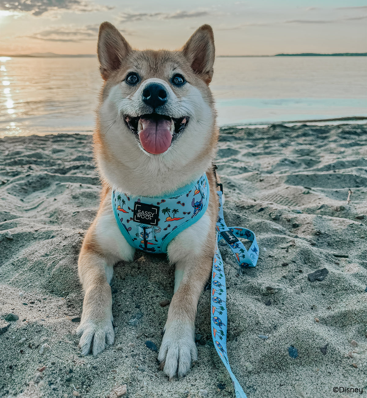 Dog Two Piece Bundle -  Disney's Stitch