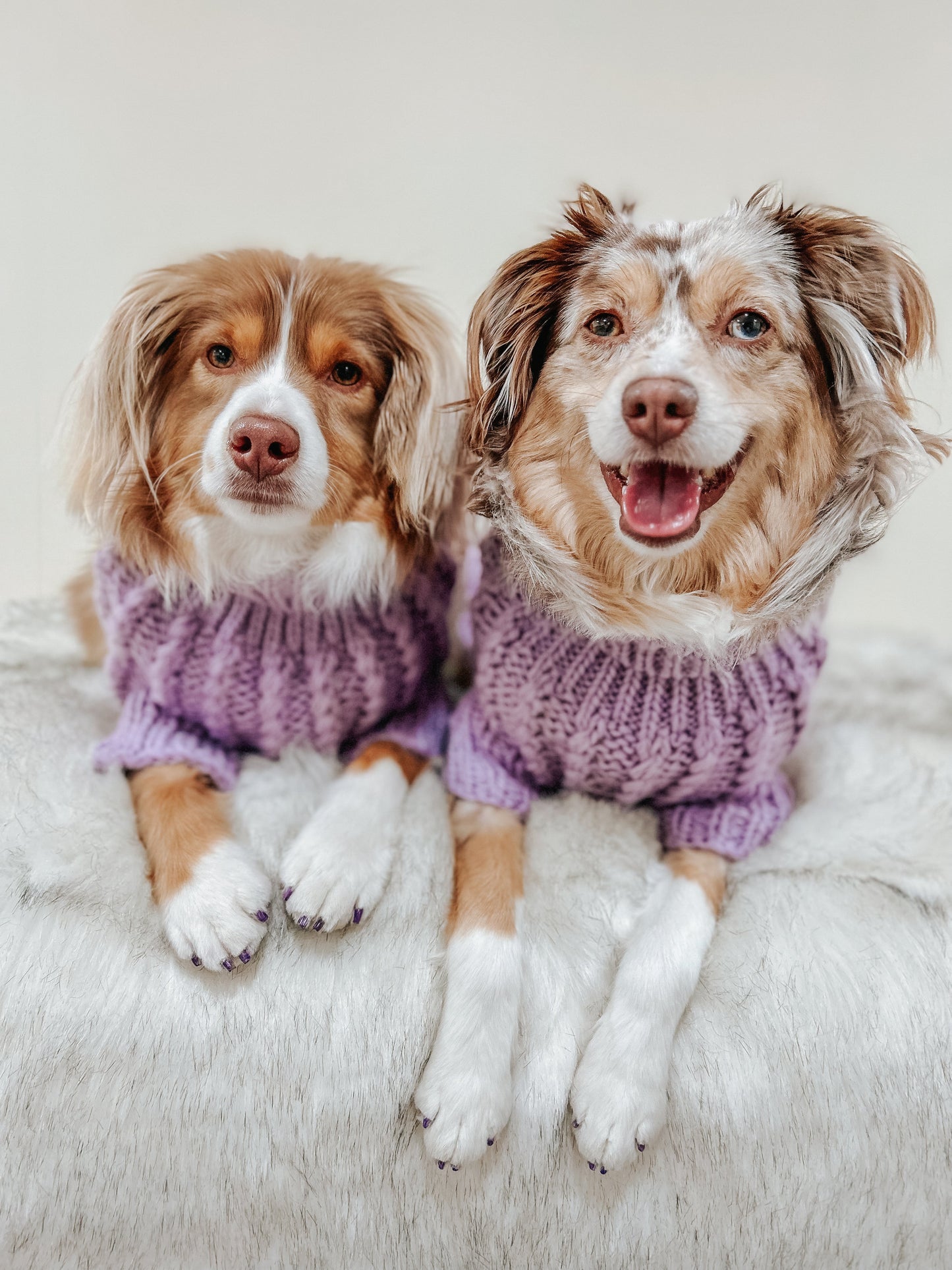 Pet Cable Knit Sweater - Lavender