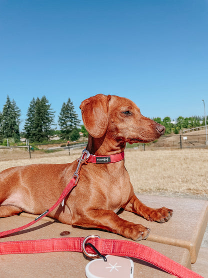 Dog Collar - Merlot