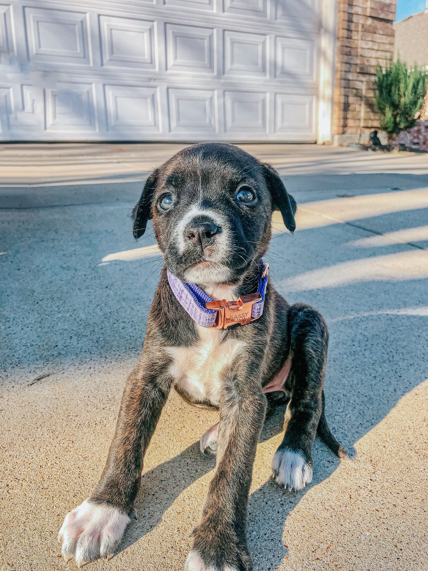 Dog Collar - Aurora