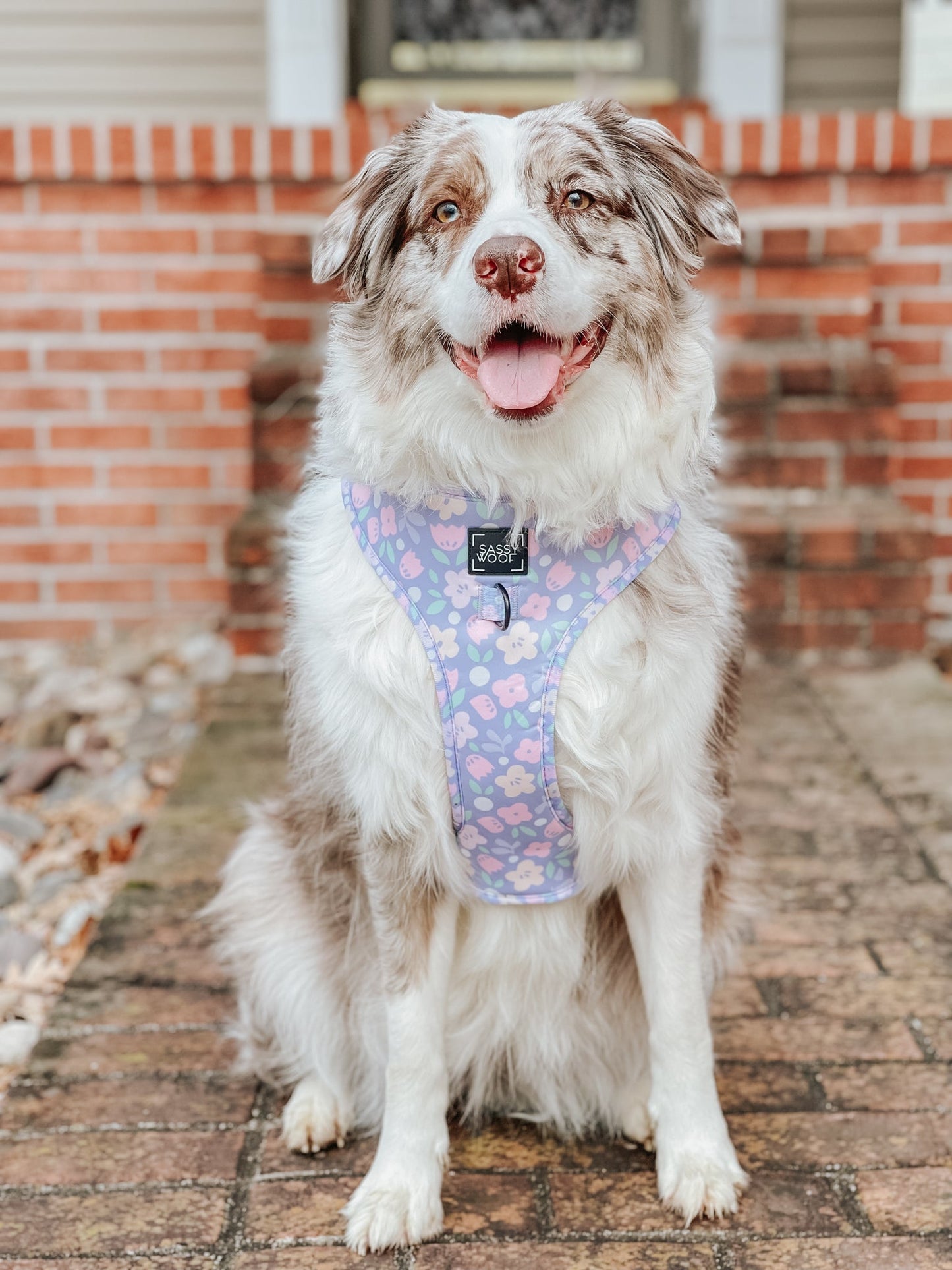 Dog Two Piece Bundle - Fleur de Sass
