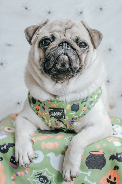 Pet Blanket - Haunt Mess