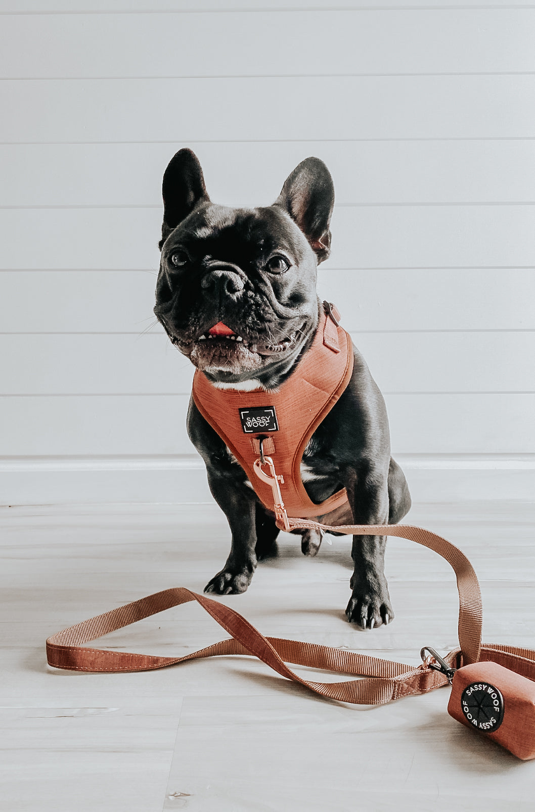 Dog Waste Bag Holder - Teddy