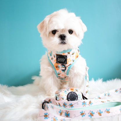 Dog Two Piece Bundle - Bee Sassy