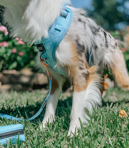 Dog Four Piece Bundle - Blumond