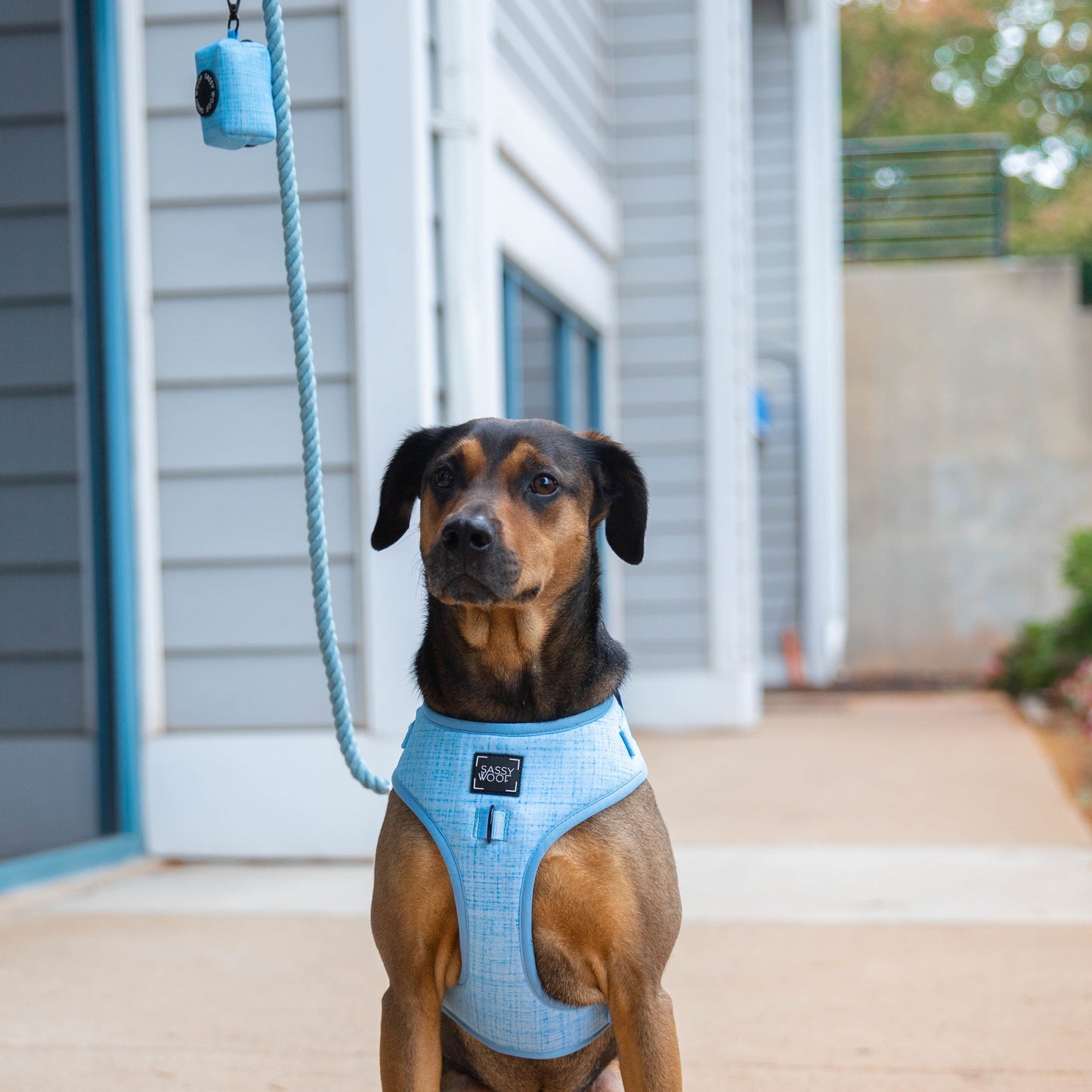 Dog Four Piece Bundle - Blumond