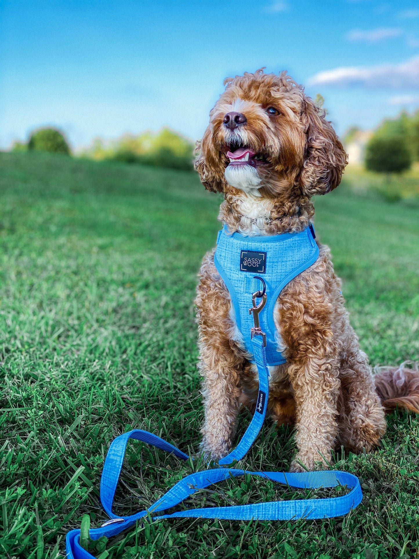 Dog Four Piece Bundle - Blumond