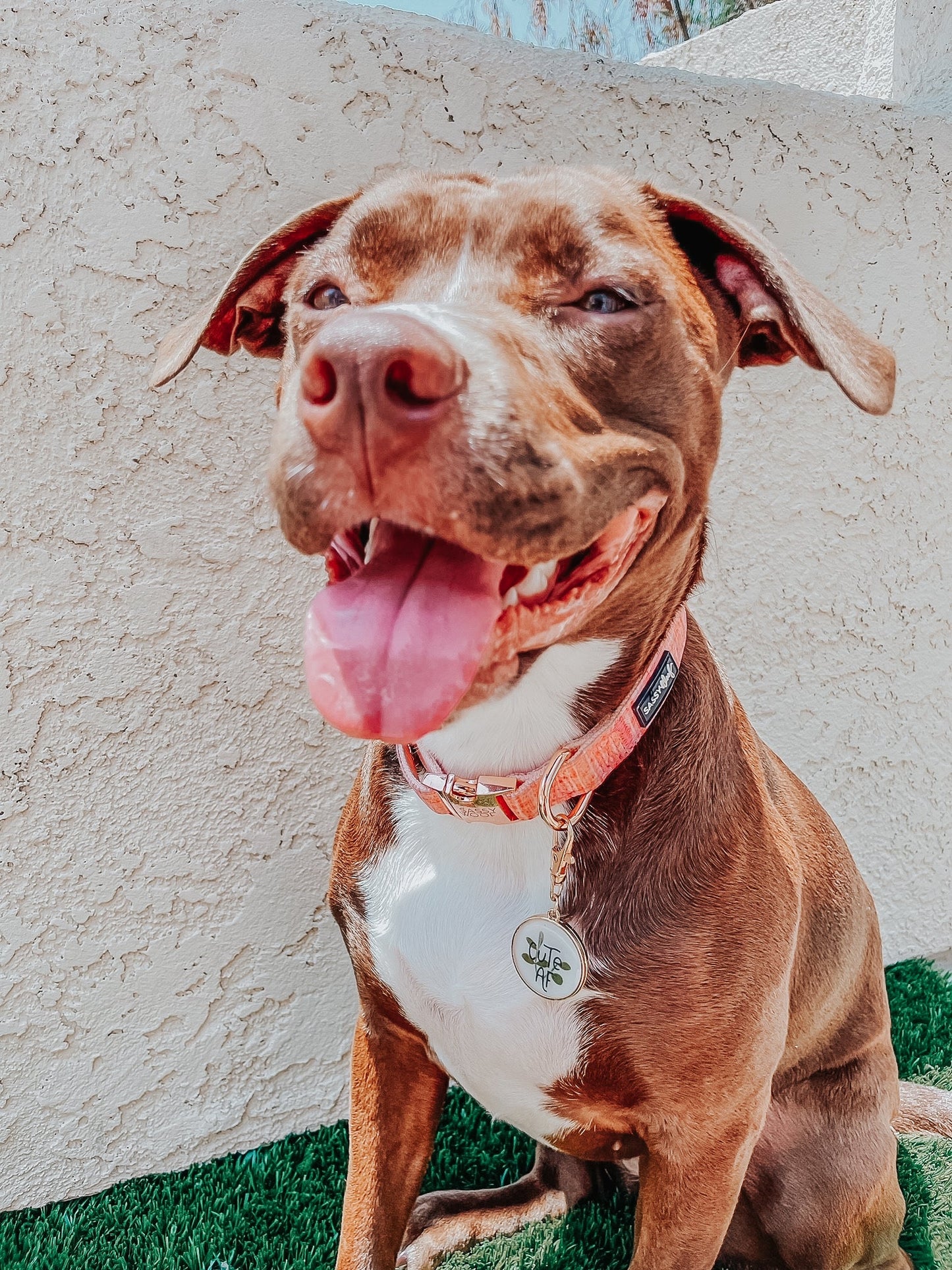 Dog Collar Three Piece Bundle - Dolce Rose