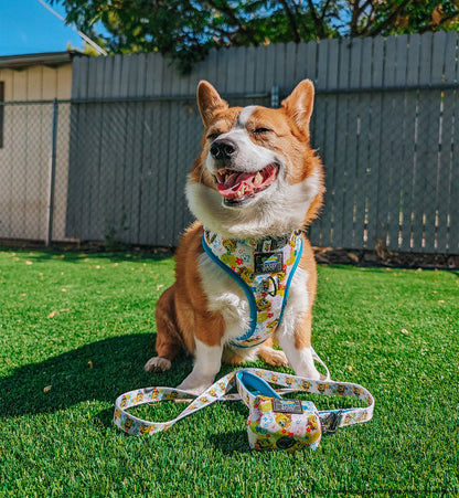Dog Four Piece Bundle - SpongeBob SquarePants™ Bikini Bottom
