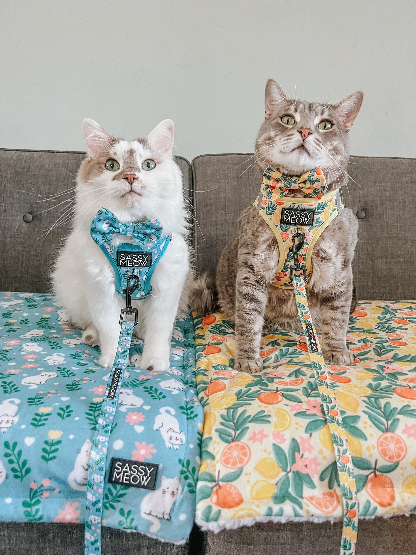 Cat Bundle - Zest Friends