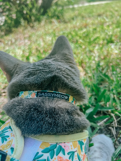 Cat Bundle - Zest Friends