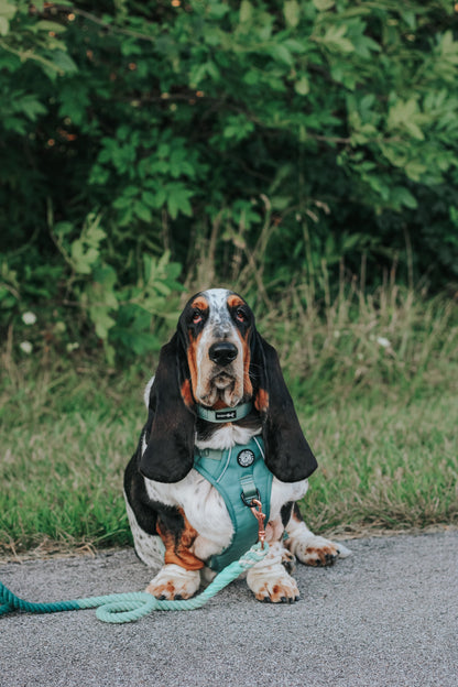 Dog Four Piece Bundle - Sage