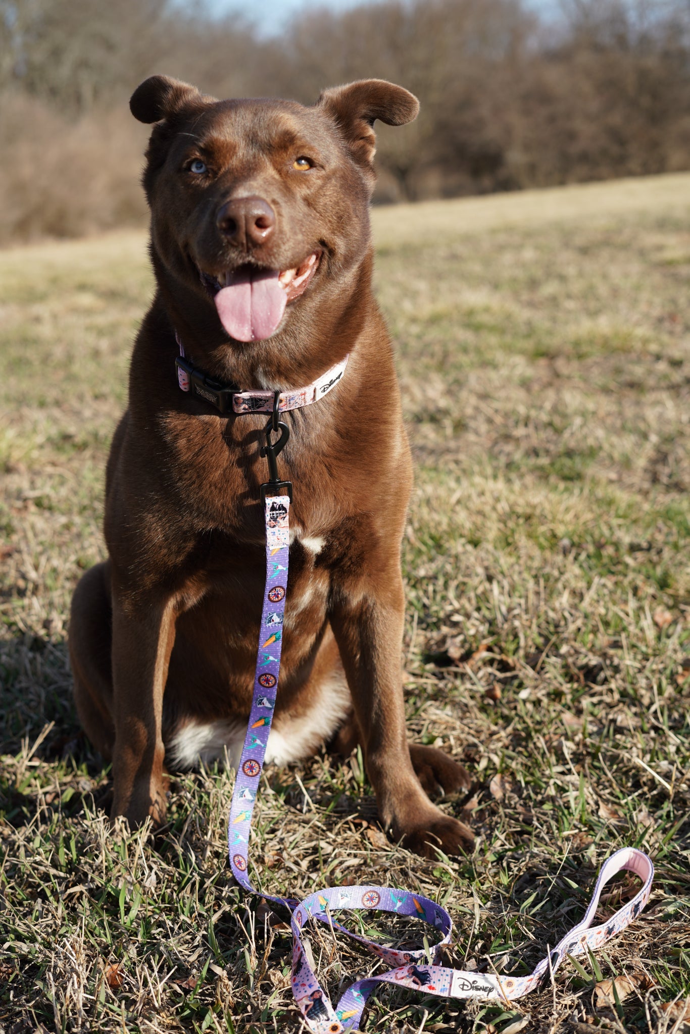 Dog Collar - Disney's Pocahontas