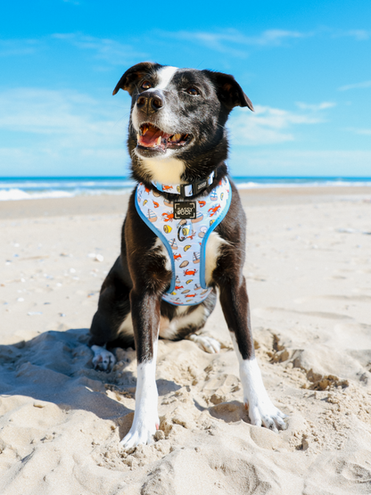 Dog Collar - Coastal Cuties