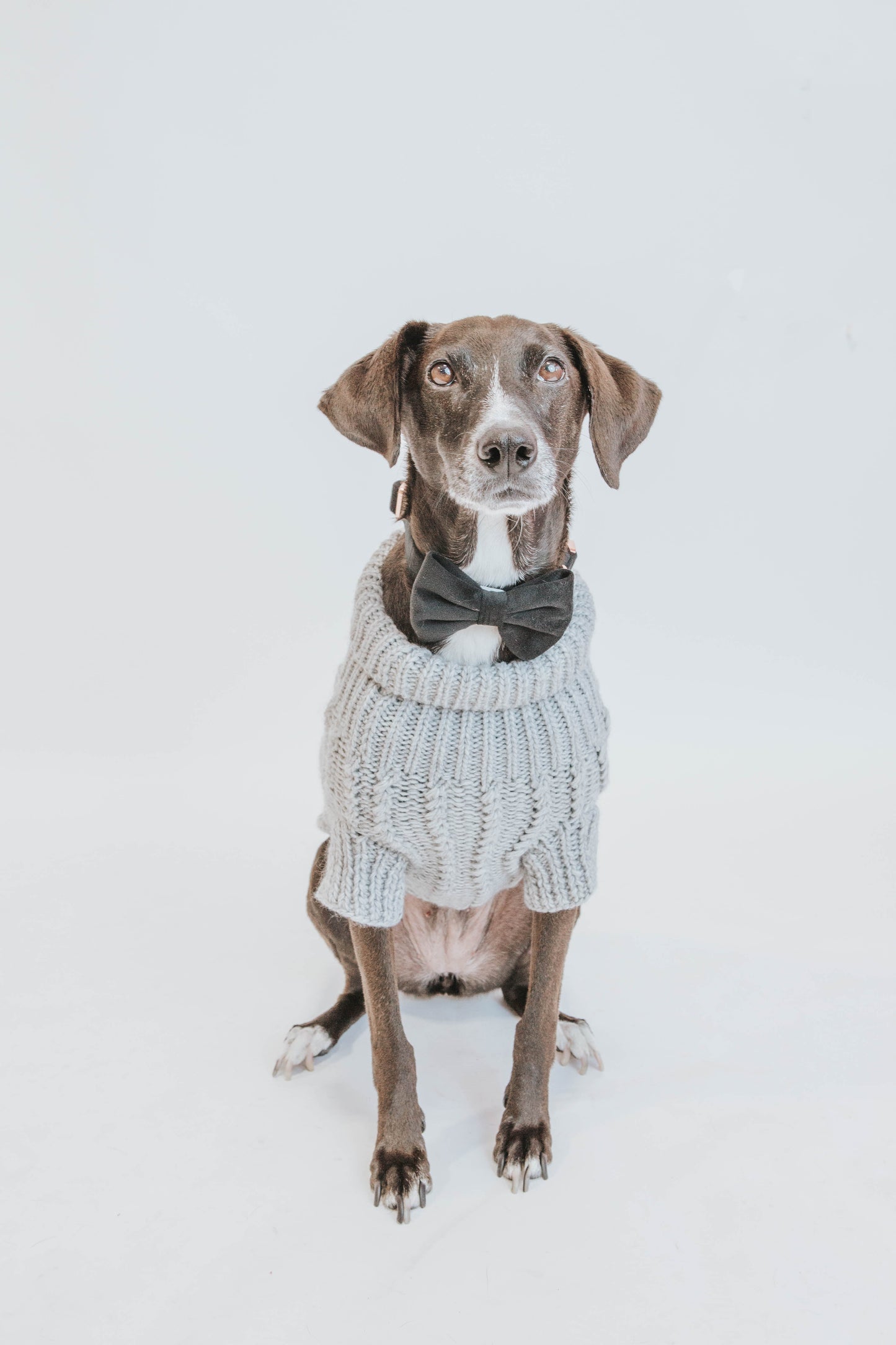 Pet Cable Knit Sweater - Gray