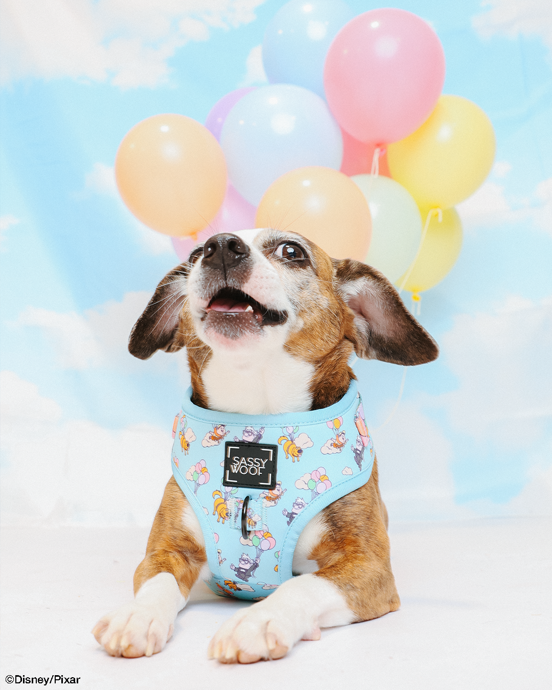 Dog Four Piece Bundle - Disney and Pixar's Up