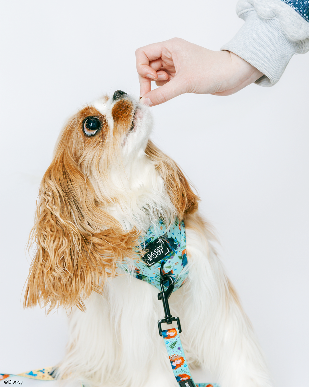 Dog Leash - Disney's Merida