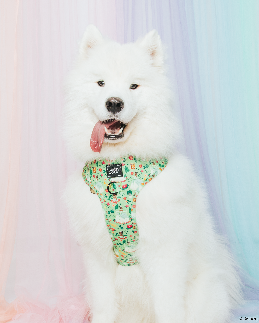 Dog Two Piece Bundle - Disney's Tiana