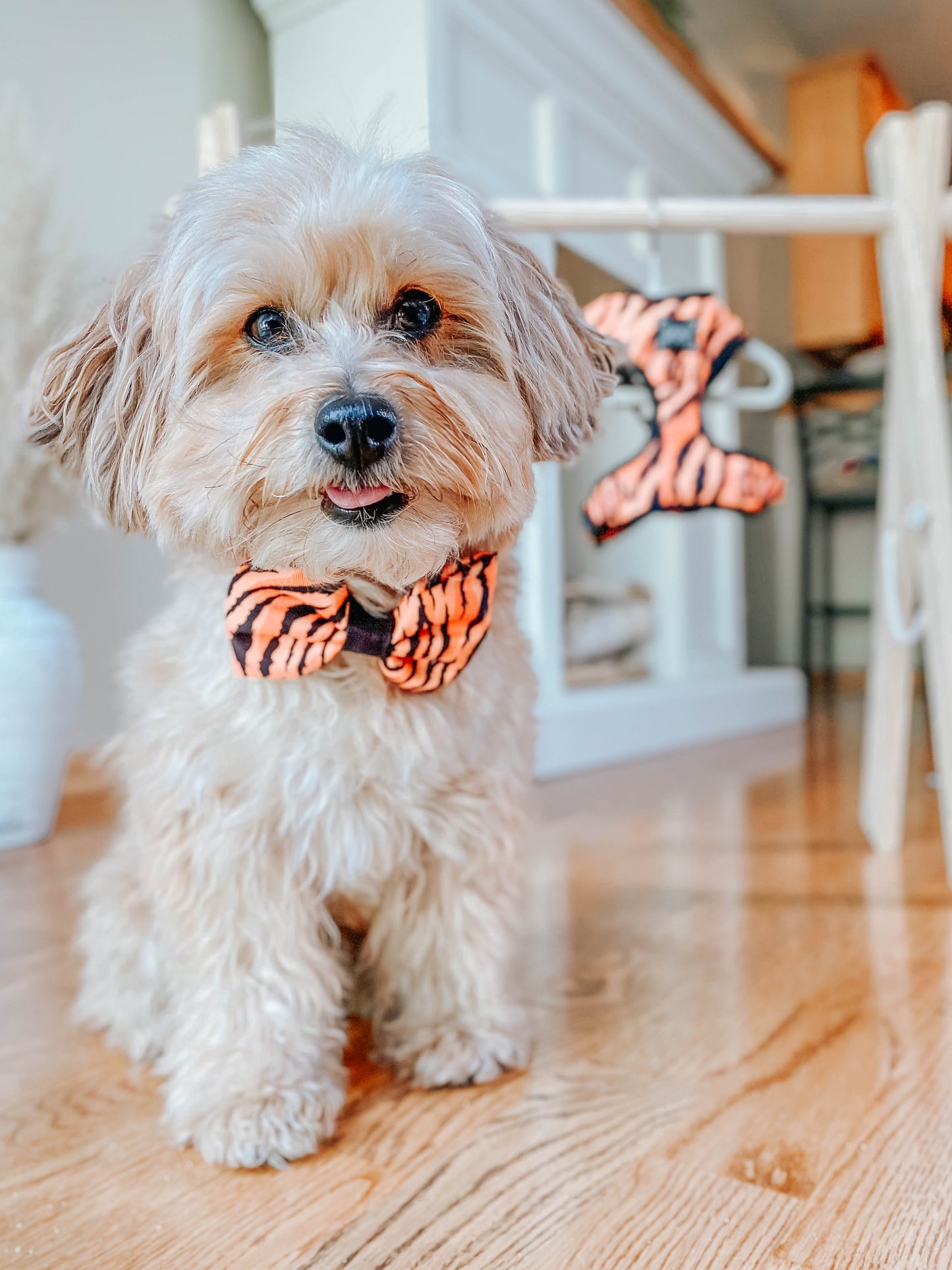 Dog Bowtie - Paw of the Tiger