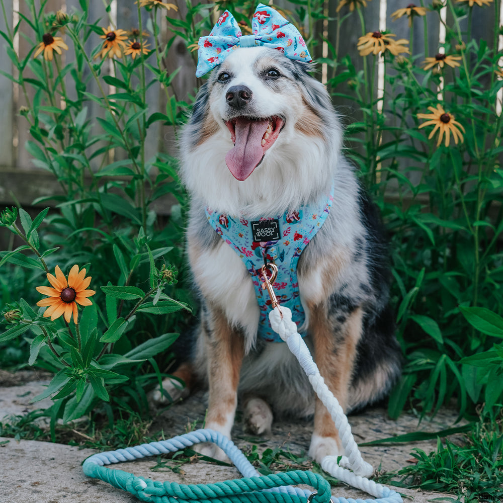 Dog Two Piece Bundle - Disney's Ariel