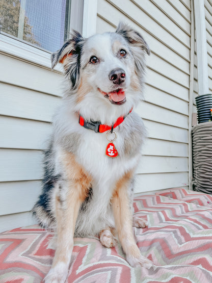 Dog Collar Three Piece Bundle - Neon Red